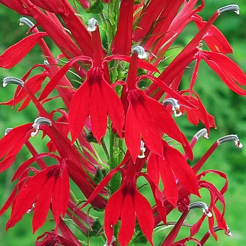 Kwiat kardynalski – Lobelia cardinalis – Żywa młoda roślina