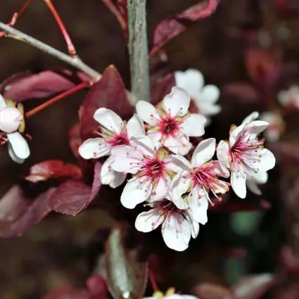 Rzeżucha purpurowa