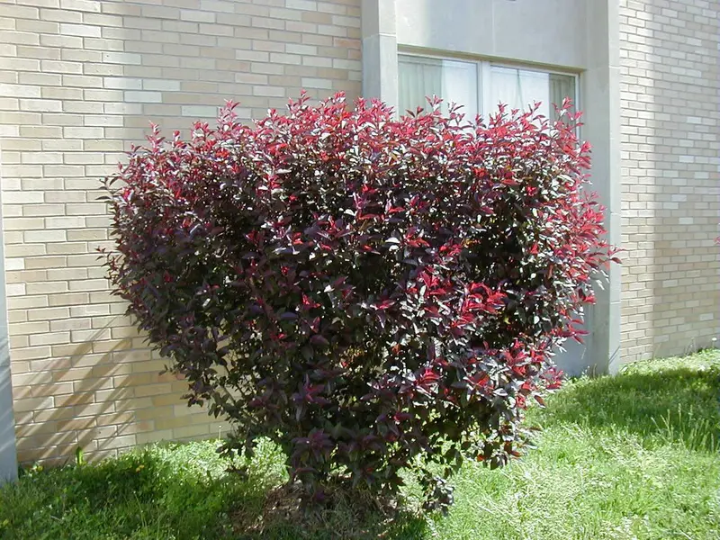 Rzeżucha purpurowa