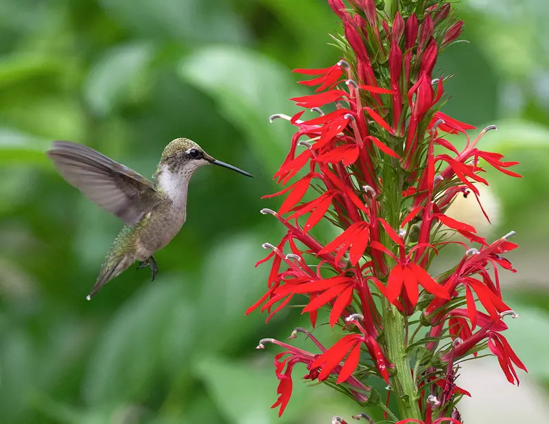Kwiat kardynalski – Lobelia cardinalis – Żywa młoda roślina