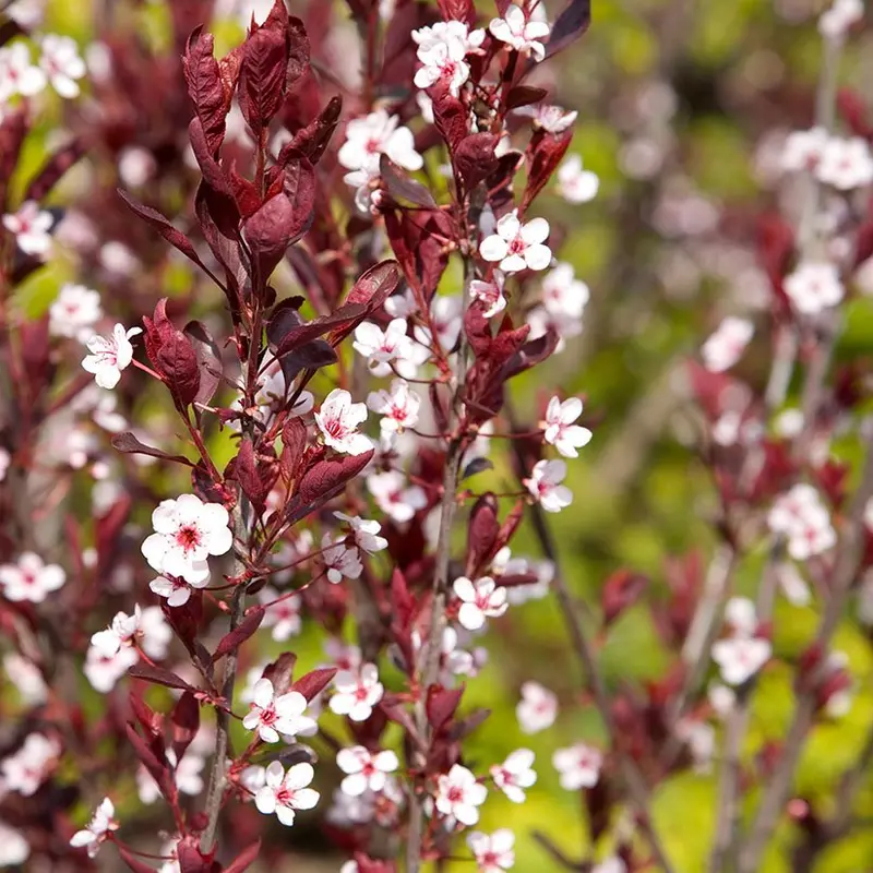 Rzeżucha purpurowa