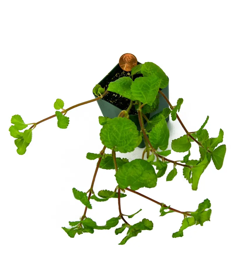 Pilea numulariifolia? Pełzający Charlie?