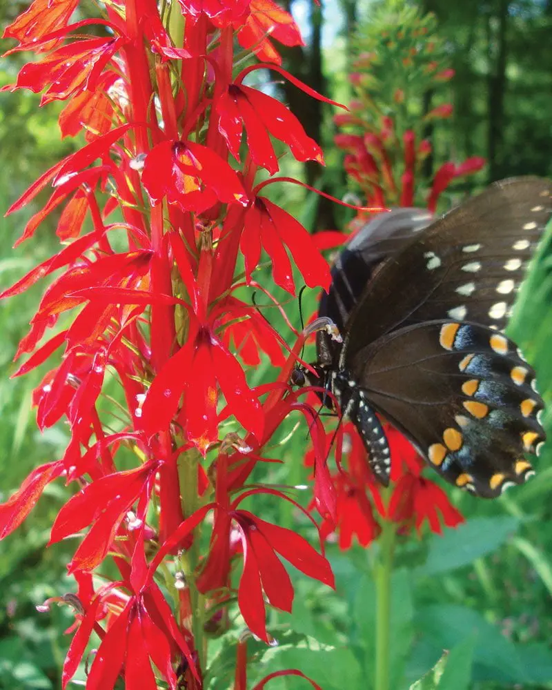 Kwiat kardynalski – Lobelia cardinalis – Żywa młoda roślina