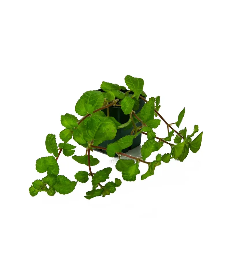Pilea numulariifolia? Pełzający Charlie?