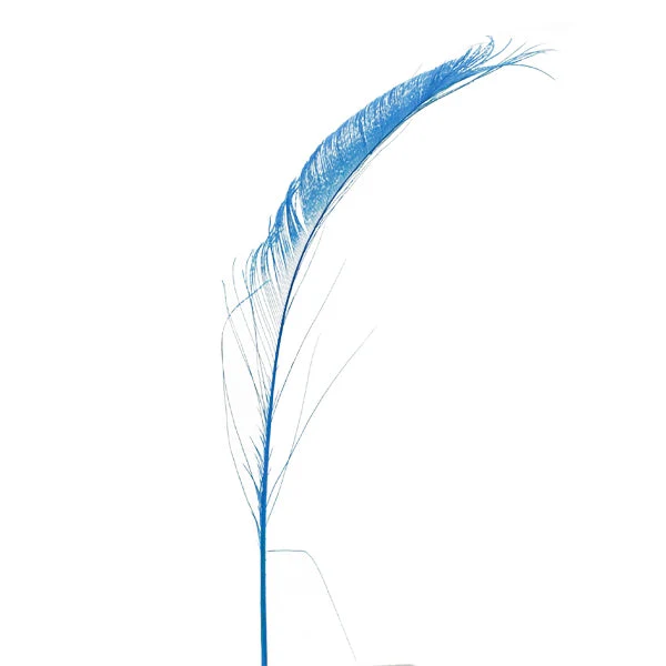 Peacock Feather, 25-30cm