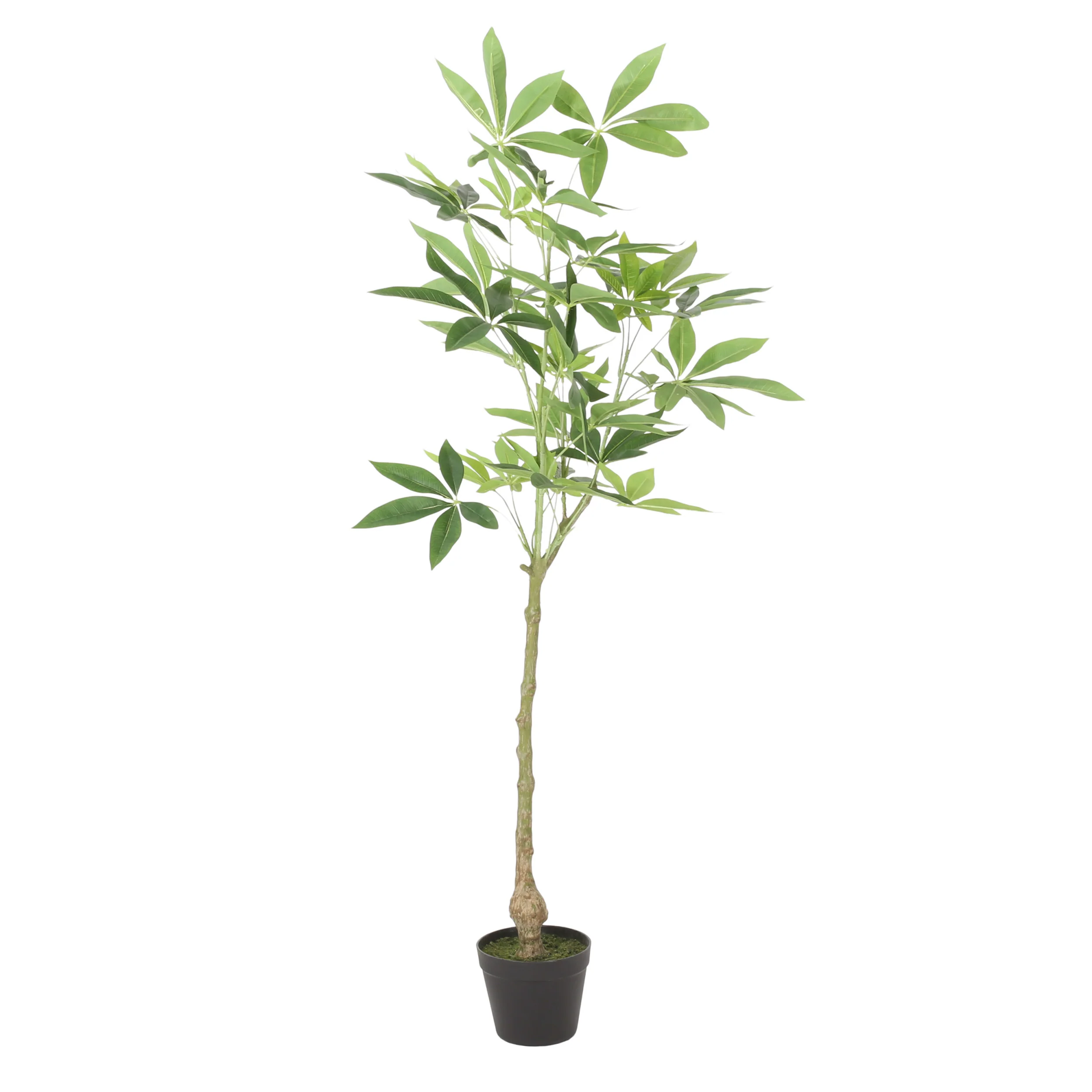 Coles Artificial Money Tree - furnishings