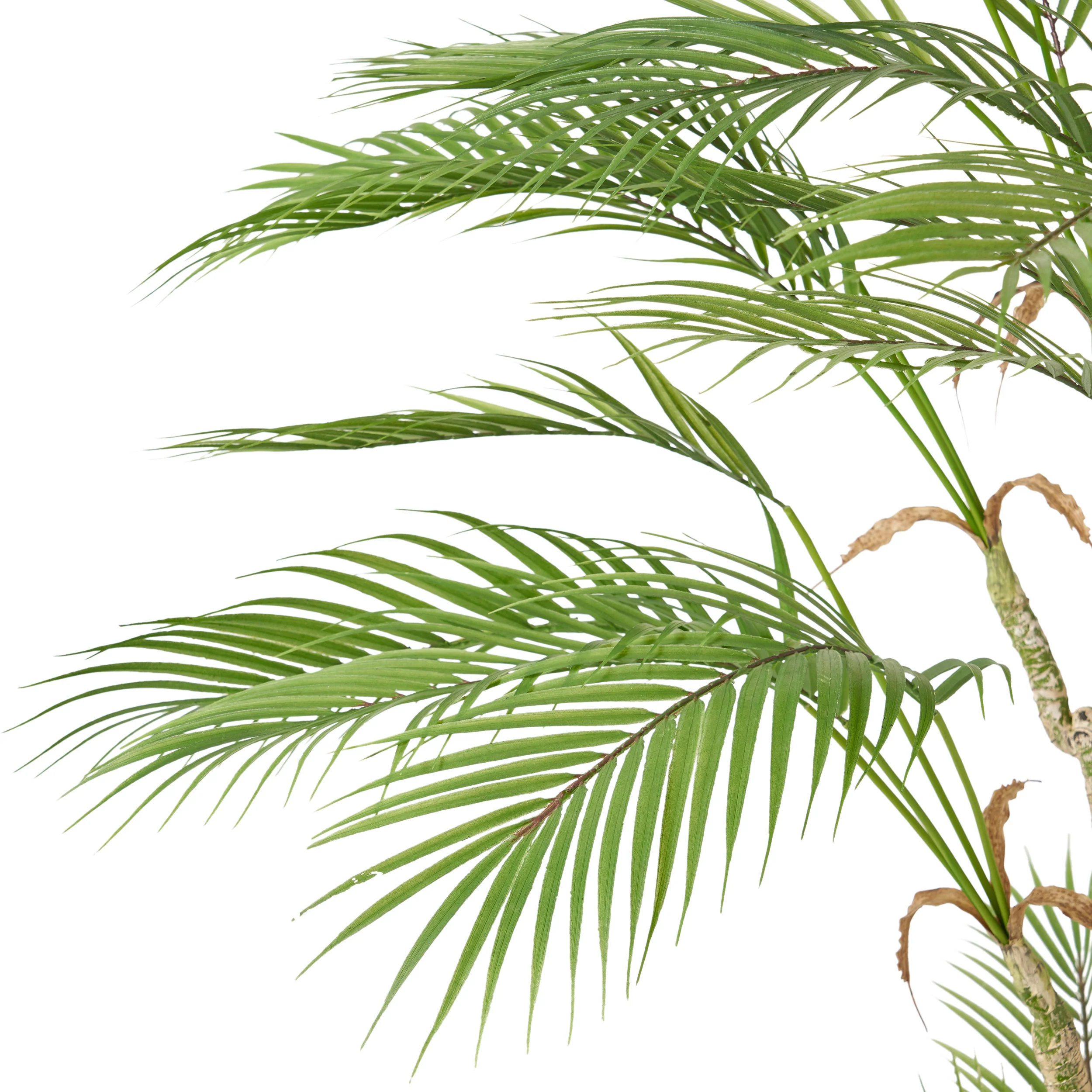 Abbeville Troup Artificial Palm Tree - furnishings