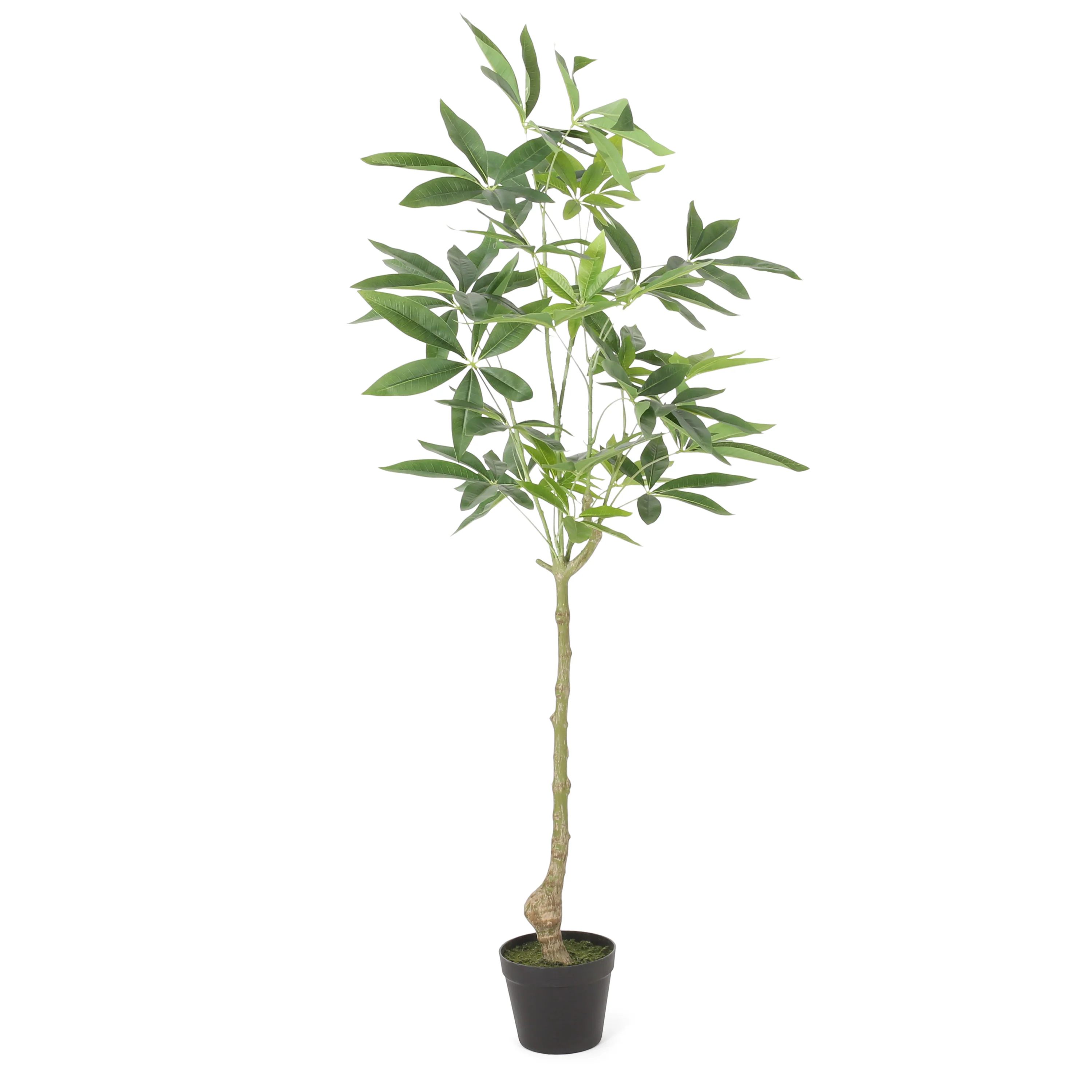 Coles Artificial Money Tree - furnishings