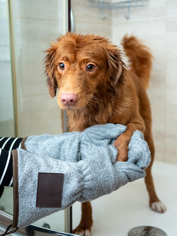 Pet Training
